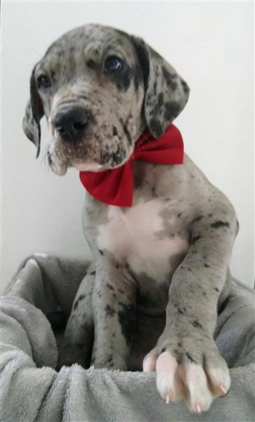 Grote foto duitse dog pups dieren en toebehoren bulldogs pinschers en molossers