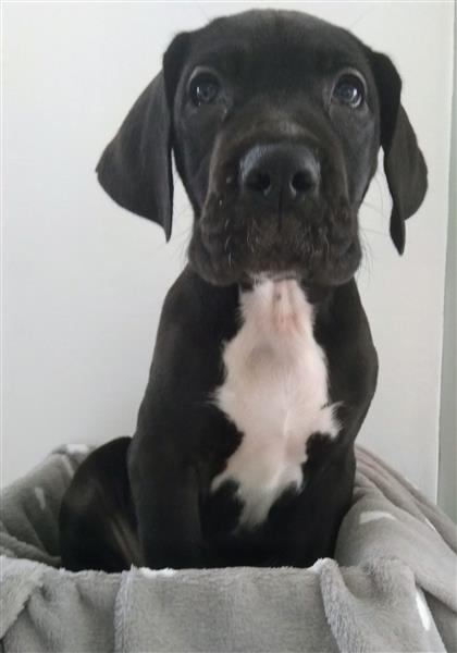 Grote foto duitse dog pups dieren en toebehoren bulldogs pinschers en molossers
