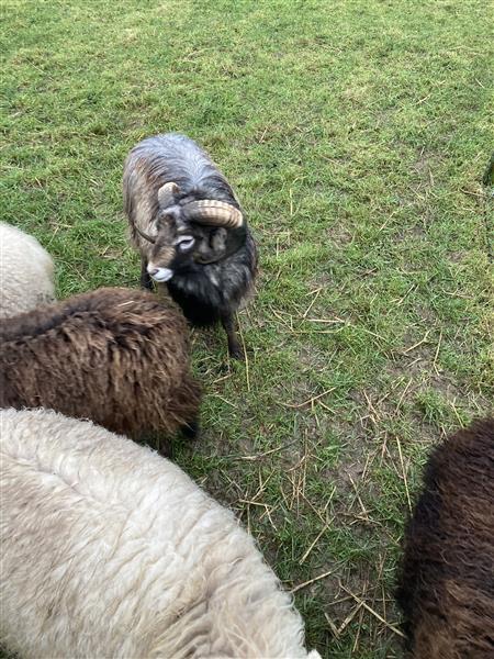 Grote foto ouessant dieren en toebehoren schapen geiten en varkens