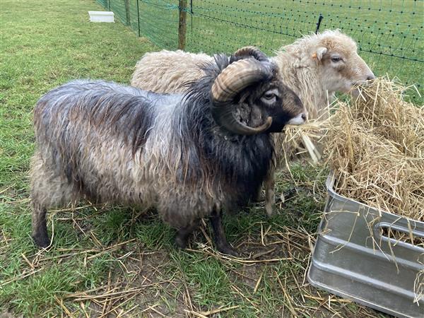 Grote foto ouessant dieren en toebehoren schapen geiten en varkens