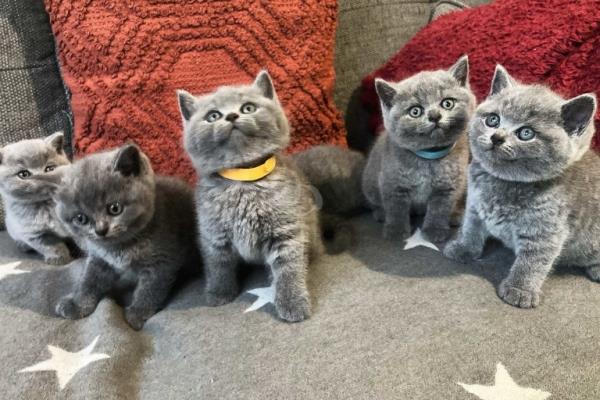 Grote foto rassen van britse korthaar kittens dieren en toebehoren raskatten langhaar