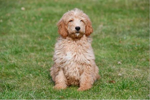 Grote foto goldendoodle pups te koop dieren en toebehoren retrievers spani ls en waterhonden