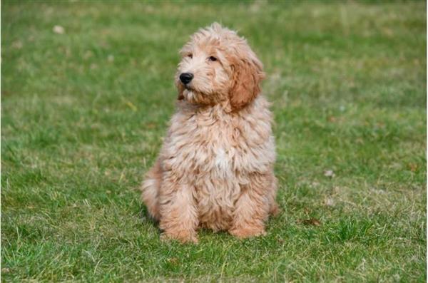 Grote foto goldendoodle pups te koop dieren en toebehoren retrievers spani ls en waterhonden