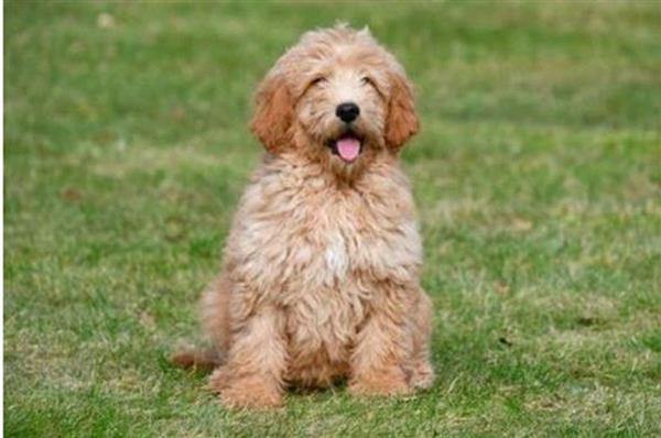 Grote foto goldendoodle pups te koop dieren en toebehoren retrievers spani ls en waterhonden