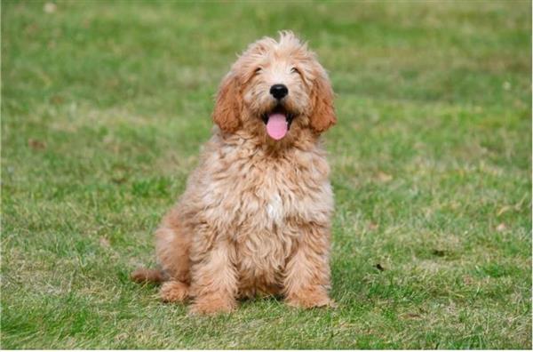 Grote foto goldendoodle pups te koop dieren en toebehoren retrievers spani ls en waterhonden