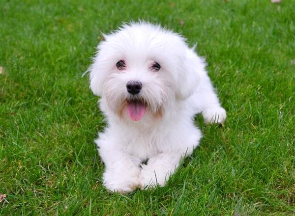 Grote foto maltezer pups te koop dieren en toebehoren overige honden
