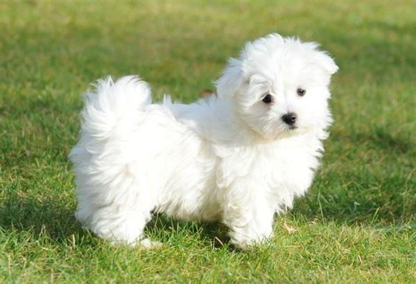 Grote foto maltezer pups te koop dieren en toebehoren overige honden