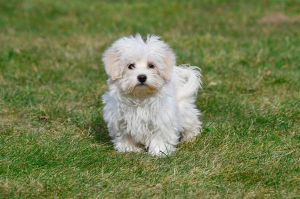 Grote foto maltezer pups te koop dieren en toebehoren overige honden