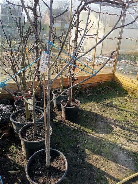 Grote foto vijgenbomen tuin en terras fruitbomen