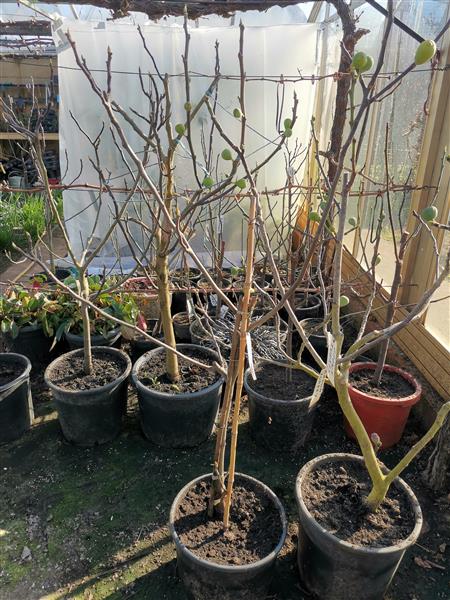 Grote foto vijgenbomen tuin en terras fruitbomen