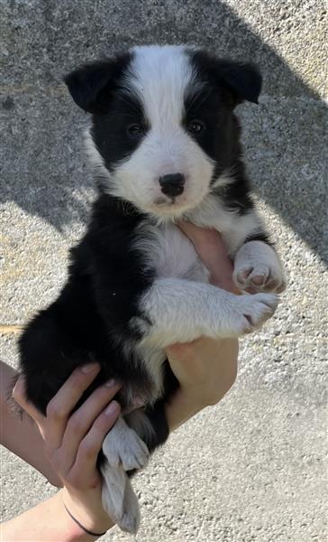 Grote foto border collie pups dieren en toebehoren herdershonden en veedrijvers
