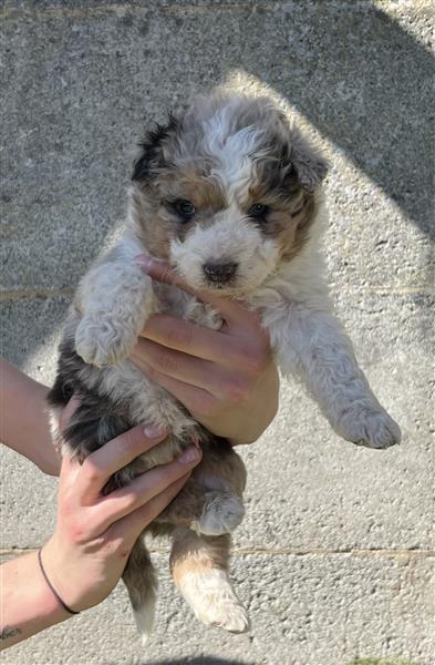 Grote foto border collie pups dieren en toebehoren herdershonden en veedrijvers