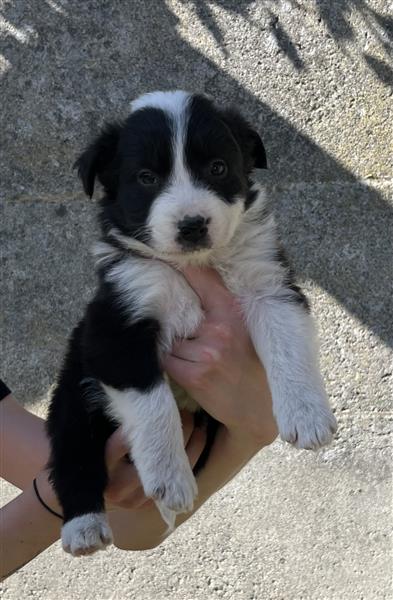 Grote foto border collie pups dieren en toebehoren herdershonden en veedrijvers