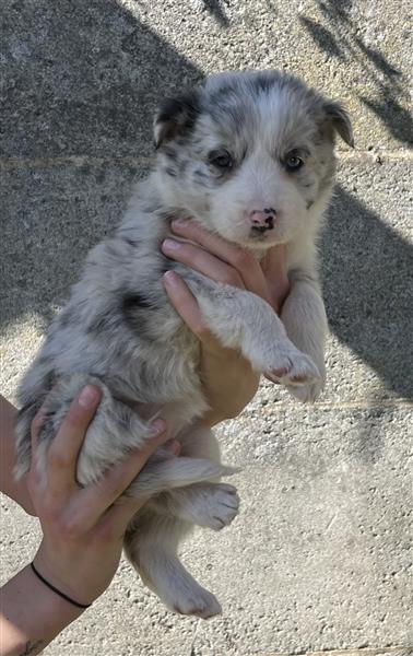 Grote foto border collie pups dieren en toebehoren herdershonden en veedrijvers
