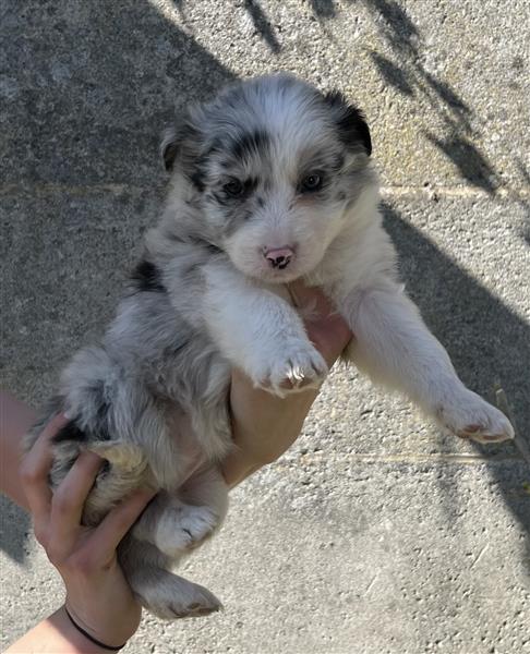 Grote foto border collie pups dieren en toebehoren herdershonden en veedrijvers