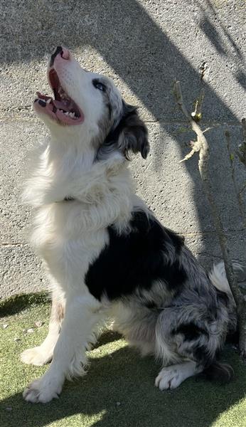 Grote foto border collie pups dieren en toebehoren herdershonden en veedrijvers