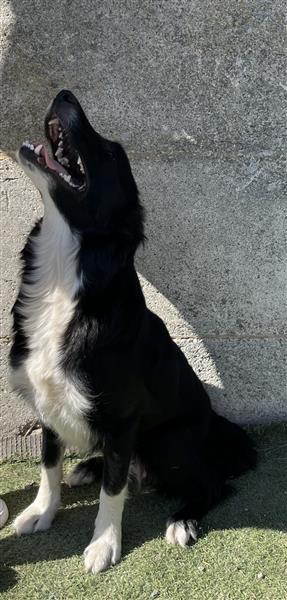 Grote foto border collie pups dieren en toebehoren herdershonden en veedrijvers