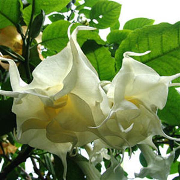 Grote foto brugmansia engelentrompet tuin en terras bloemen en planten