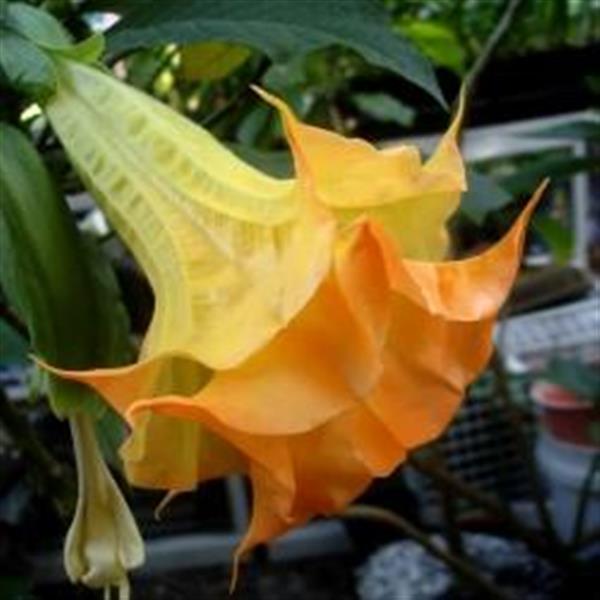 Grote foto brugmansia engelentrompet tuin en terras bloemen en planten