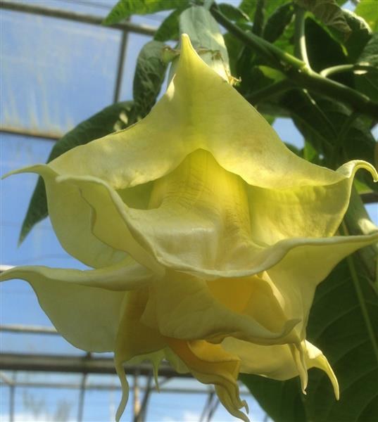 Grote foto brugmansia engelentrompet tuin en terras bloemen en planten