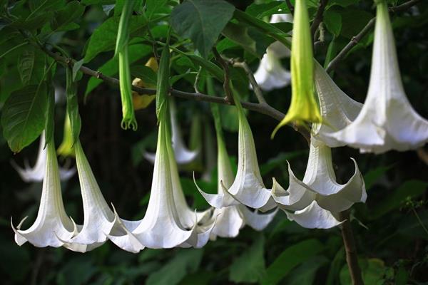 Grote foto brugmansia engelentrompet tuin en terras bloemen en planten