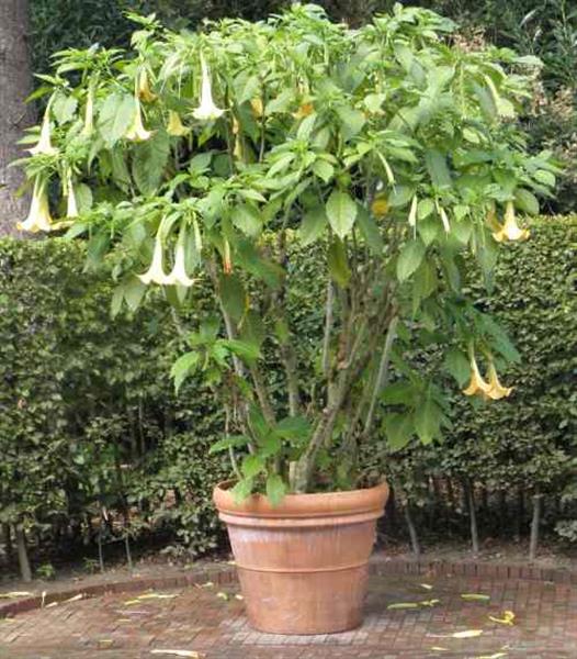 Grote foto brugmansia engelentrompet tuin en terras bloemen en planten