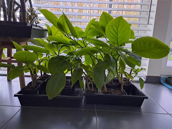 Grote foto brugmansia engelentrompet tuin en terras bloemen en planten