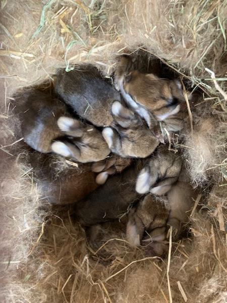 Grote foto paaskonijntjes dieren en toebehoren konijnen