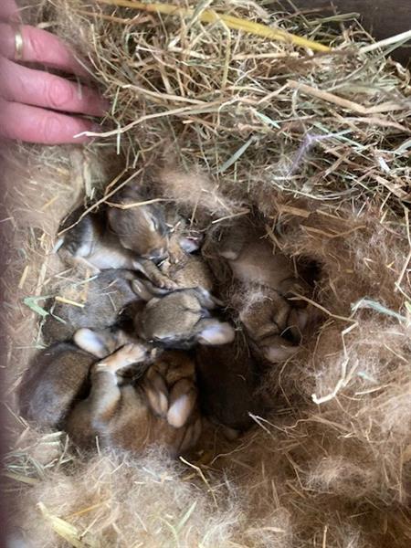 Grote foto paaskonijntjes dieren en toebehoren konijnen
