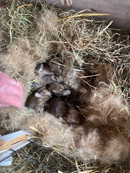 Grote foto paaskonijntjes dieren en toebehoren konijnen