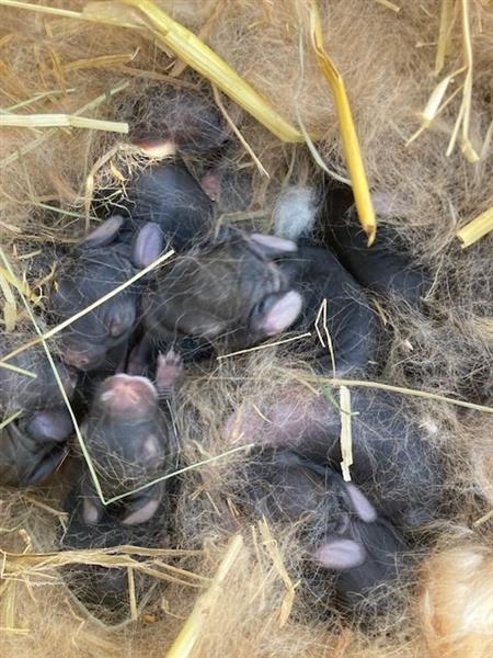 Grote foto paaskonijntjes dieren en toebehoren konijnen