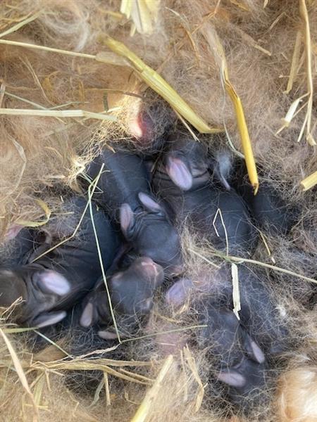 Grote foto paaskonijntjes dieren en toebehoren konijnen