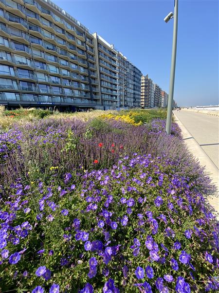 Grote foto appartement zeedijk westende te huur vakantie belgi