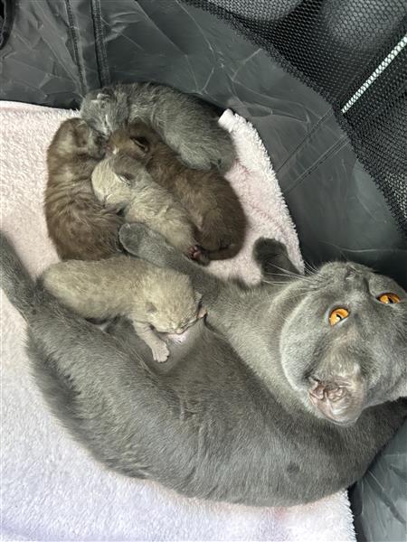 Grote foto britse korthaar kittens dieren en toebehoren raskatten korthaar