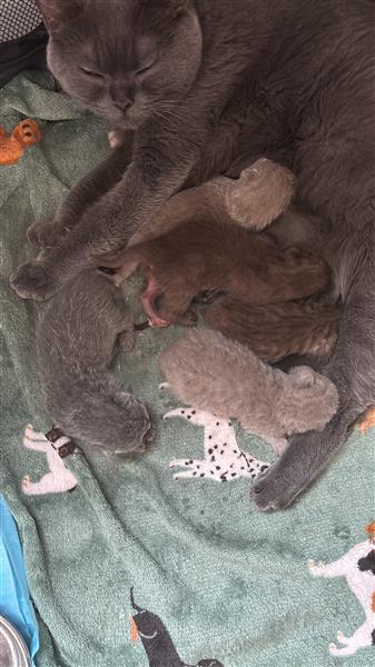Grote foto britse korthaar kittens dieren en toebehoren raskatten korthaar