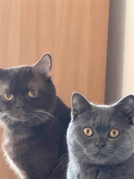 Grote foto britse korthaar kittens dieren en toebehoren raskatten korthaar