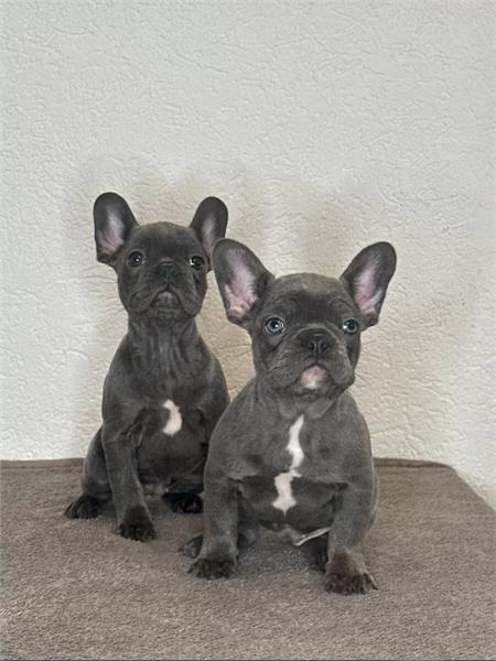 Grote foto blauw franse bulldog pups dieren en toebehoren bulldogs pinschers en molossers