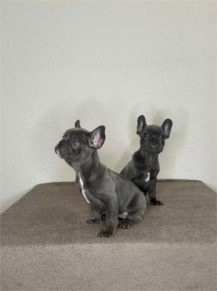Grote foto blauw franse bulldog pups dieren en toebehoren bulldogs pinschers en molossers