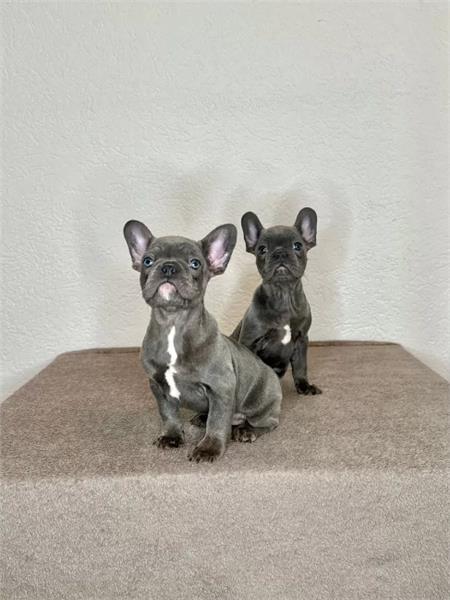 Grote foto blauw franse bulldog pups dieren en toebehoren bulldogs pinschers en molossers