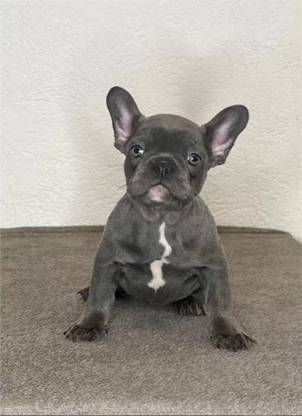 Grote foto blauw franse bulldog pups dieren en toebehoren bulldogs pinschers en molossers