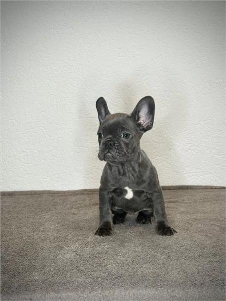 Grote foto blauw franse bulldog pups dieren en toebehoren bulldogs pinschers en molossers