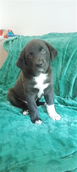 Grote foto australische herder mix dieren en toebehoren niet rashonden