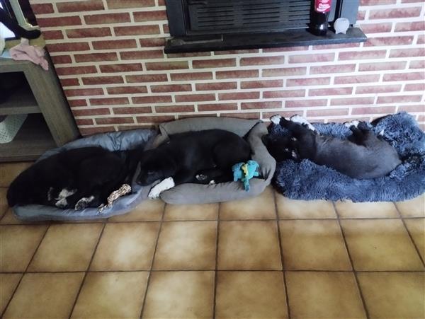 Grote foto australische herder mix dieren en toebehoren niet rashonden