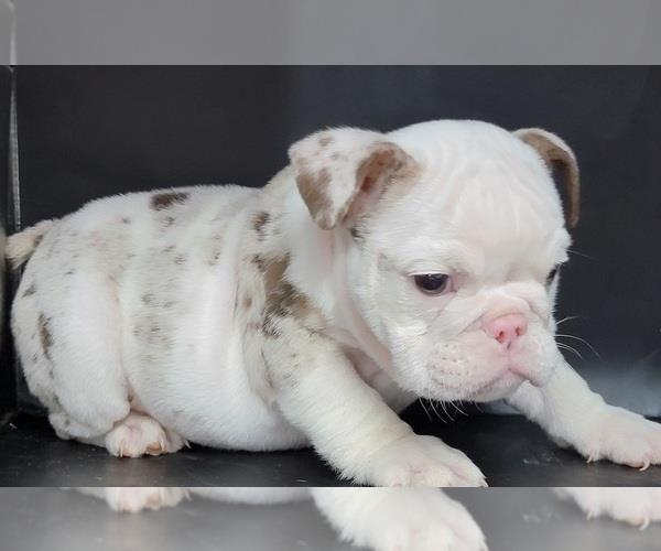 Grote foto engelse bulldog pups dieren en toebehoren bulldogs pinschers en molossers