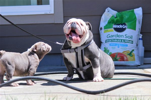 Grote foto engelse bulldog pups dieren en toebehoren bulldogs pinschers en molossers
