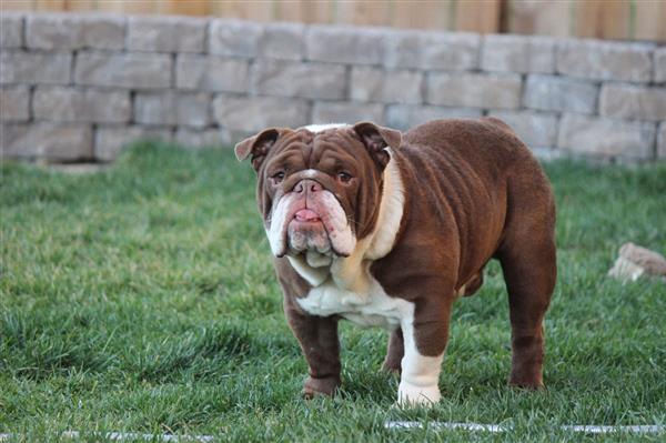 Grote foto engelse bulldog pups dieren en toebehoren bulldogs pinschers en molossers