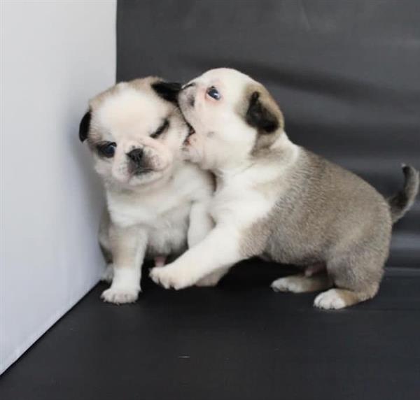 Grote foto engelse bulldog pups dieren en toebehoren bulldogs pinschers en molossers