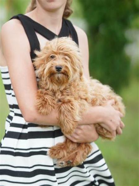 Grote foto mini goldendoodle dieren en toebehoren beagles bassets en lopende honden