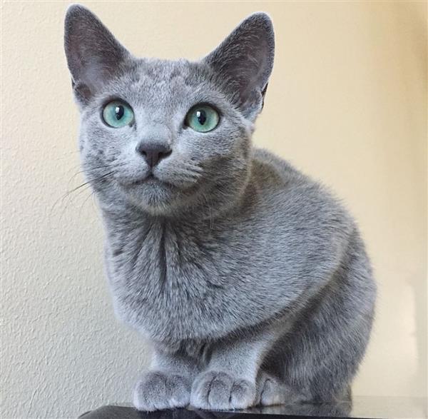 Grote foto russisch blauw kitten dieren en toebehoren raskatten korthaar