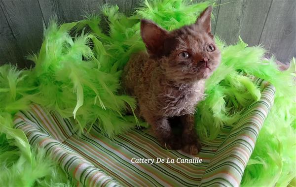 Grote foto superspeelse selkirk rex kittens dieren en toebehoren raskatten langhaar